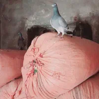 فروشی|پرنده|قلعه ممبی, |دیوار