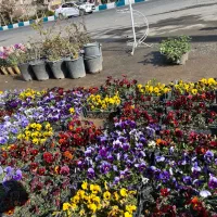 بنفشه پر گل اف یک ۸۵