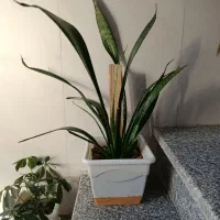 تعدادی گل وگلدان|گل و گیاه طبیعی|کرمانشاه, |دیوار