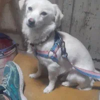 واگذاری سگ معاوضه با پرنده|سگ|کرمانشاه, |دیوار