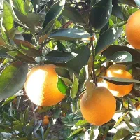 پرتغال درجه ۱|خوردنی و آشامیدنی|جویبار, |دیوار