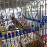 سهره دورگ کرمونی