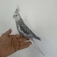 طوطی عروس هلندی    نر آماده         فول دستی