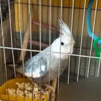 طوطی عروس هلندی