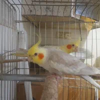 یک جفت عروس هلندی کار|پرنده|زابل, |دیوار