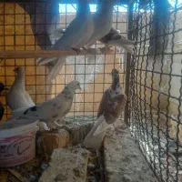کبوتر طهرانی اصل