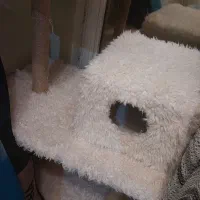 درخت گربه و ظرف خاک