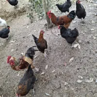 فروش خروس محلی