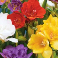 پیاز گلهای معطر|گل و گیاه طبیعی|رشت, نیروی دریایی|دیوار