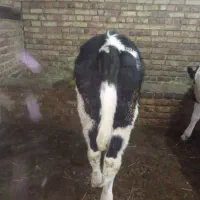 با سلام یک راس گوساله ماده سیمنتال