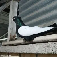 کله سیاه سینه سیاه
