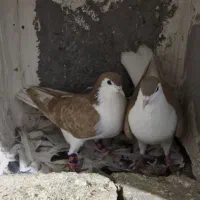 کفتر همه به شرط تضمینی