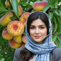 نهال هلو انجیری خونی هلو قرمز داخل، طعم عالی