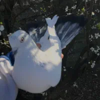 یک عدد کبوتر