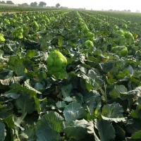 دسته کارگر مرد دارم برا کارهای کشاورزی ،