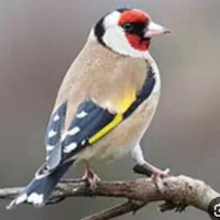 سهره نر انتیک