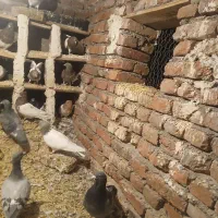 کبوتر|پرنده|خسروشاه, |دیوار