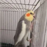 پرنده عروس