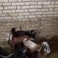 چپوش نر ماده چاق چاق