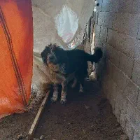 واگذاری سگ گله