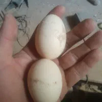 تخم مرغ لاری اصل