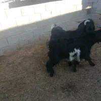 بزوکهره|حیوانات مزرعه|کوهنجان, |دیوار