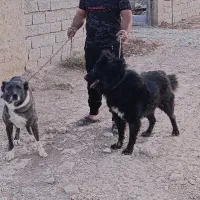 توله سگ دو رگ افغان