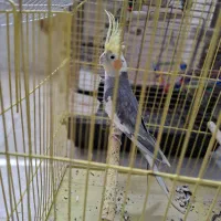 یه دونه عروس هلندی نر یک ساله