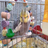 عروس هلندی نر معاوضه باقناری ماده