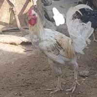 دو عدد خروس دورگ لاری بزرگ و چاق برای داشت و کشت