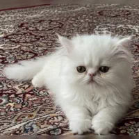 بچه گربه پرشین سوپر فلت نر و ماده قیمت مناسب