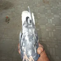 سرور دم سفید سینه سیاه|پرنده|داراب, |دیوار