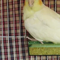 فروش عروس هلندی ومرغ عشق