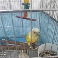 گرینچیک تازه دون خور و دستی