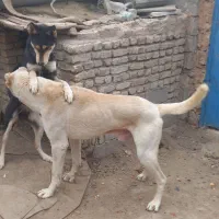 واگذاری سگ نگبانی سرابی