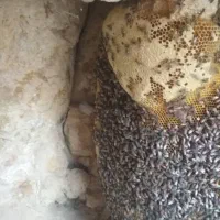 واگزاری زنبور عسل