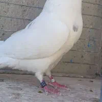 کبوترپرشی