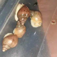 حلزون|حیوانات مزرعه|تهران, هوانیروز|دیوار