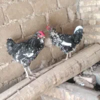 خروس مرغ گلین اصل