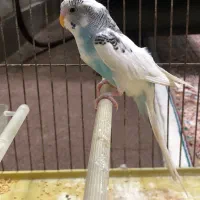 مرغ عشق نر نیمه دستی