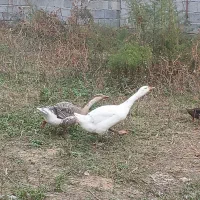 غاز برای فروش