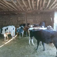 ۱۰راس گوساله دو رگه|حیوانات مزرعه|چرداول, |دیوار