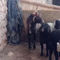 فروش قوچ پنج شاخ افشاری نژاد درجه یک سه سال