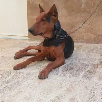 سگ دوبرمن خالص|سگ|صفادشت, |دیوار