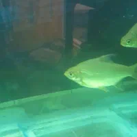 یک جفت بارب حلب