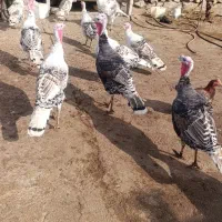 بوقلمون|حیوانات مزرعه|بیرانوند, |دیوار