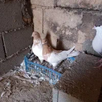 4تا کفتر فروشی|پرنده|شیروان (خراسان), |دیوار