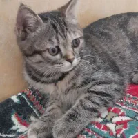 واگذاری|گربه|نیشابور, ناسیونال|دیوار