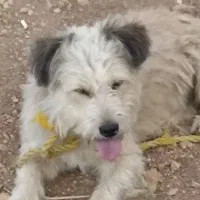 گمشده|حیوانات|سقز, |دیوار