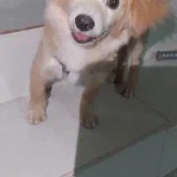 شیتزو روباهی|سگ|کوچصفهان, |دیوار